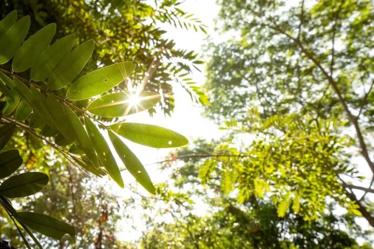 Assetz-Leaves-&-Lives-RowHouses in bangalore -Green-View