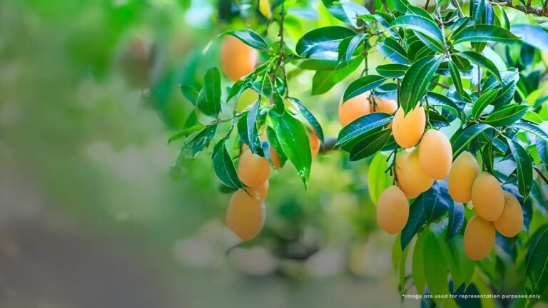 Brigade Laguna Apartment in Hebbal North Bangalore Fruit Tree Grove