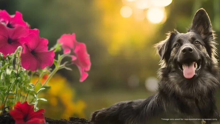 Brigade Laguna Apartment in Hebbal North Bangalore Pet Park